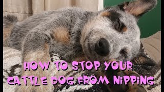 Australian Cattle Dogs  Nipping  Experience amp Tips On How To Stop The Nips [upl. by Jacquette]