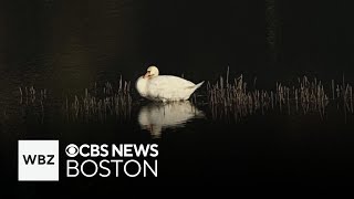 2 swans killed with quotprojectilequot at Nabnasset Pond in Westford [upl. by Lidia]