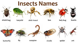 insect words  insect name vocabulary  A to Z insects vocabulary  name in English with pictures [upl. by Hardin624]