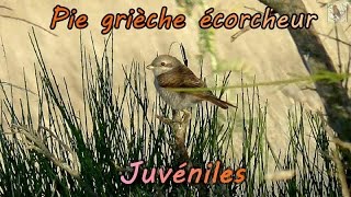 Pie grièche écorcheur [upl. by Foster]