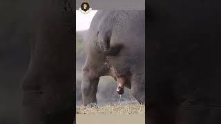 Hippos Deadly Poop Attack Run or Die [upl. by Walke163]