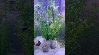 Requerimientos de la Elodea Densa 🌿 aquascaping peces acuariofilia acuario bettalovers peces [upl. by Anillek958]