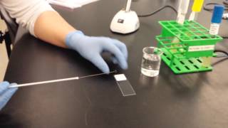 Bacterial Smear Preparation Using BactiLoop [upl. by Notsur]