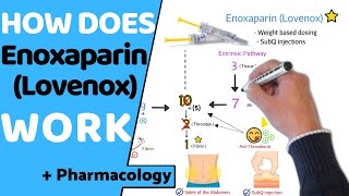 How does Enoxaparin work  Pharmacology [upl. by Ecinerev]