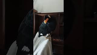 Talking Mynah bird speaking Bangla [upl. by Ngo307]