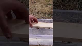 How To Quickly Trap 1000 Yellow Jacket Hornets How To Trap Wasps Mousetrap Monday Short [upl. by Oloapnaig]