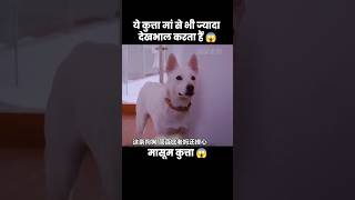 ये कुत्ता मां से भी ज्यादा बच्चे की देखभाल करता हैं 😱  short dog movie recap [upl. by Allmon736]