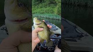 Big Gasconade River Goggle Eye fishing riverfishing kayakfishing 🎣 [upl. by Cyprus]