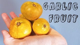 Garlic Fruit Garcinia spicata  Weird Fruit Explorer Ep 230 [upl. by Lunseth]