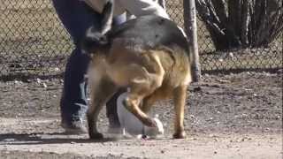 Chihuahua attacked by German Shepherd our little Einstein under attack [upl. by Frederigo]