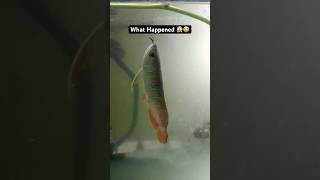 RIP 😭🤯 rip asianarowana arowana arowanafish fishaquarium monster fish [upl. by Ahsinat]