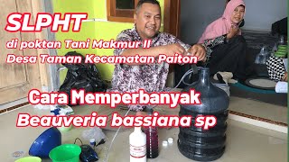 SLPHT  CARA MEMPERBANYAK BEAUVERIA BASSIANA sp [upl. by Ahsik]