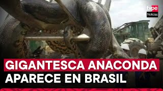 Obreros fueron sorprendidos por enorme anaconda en la selva de Brasil [upl. by Korella]