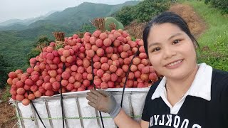 Harvesting Thanh Ha lychee on the hill  Thu Hien farm [upl. by Carlick898]