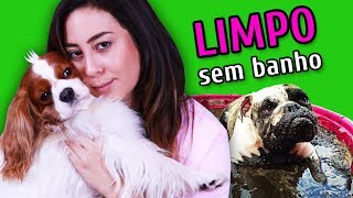 COMO MANTER O CACHORRO LIMPO SEM DAR BANHO [upl. by Cogan]