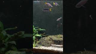 Cyprichromis leptosoma attacking the new Aquarium Coop Magic Feed [upl. by Massimiliano653]