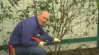 How To Prune Your Climbing Rose [upl. by Juetta]