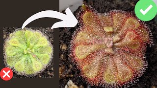 TOP 7 Beginner Mistakes When Growing Sundews Drosera Care  Tips [upl. by Asehr293]