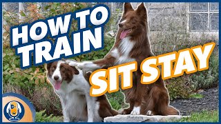 How To Teach A Dog To Stay WITHOUT Luring Collar Pops Or Using The Word “Stay” 134 podcast [upl. by Herschel]