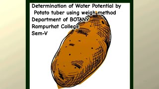 Determination of Water Potential by Potato tuber using weight method [upl. by Maurizia360]