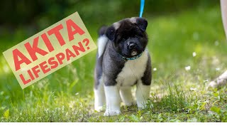 AKITA LIFESPAN  How Long Do Akitas Live For  The Akita Life [upl. by Riggins]