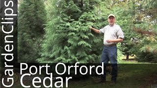 Port Orford Cedar  Chamaecyparis lawsoniana  How to grow Port Orford Cedar [upl. by Atims]