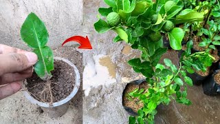 New ideas skills Growing a kaffir lime tree from kaffir lime leaves in pot [upl. by Yllen211]