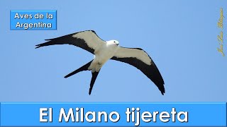 Milano tijereta Swallow tailed Kite Elanoides forficatus Aves de la Argentina [upl. by Marlee]