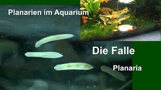 Planaria Planarien einfach Fangen ohne Chemie oder Medikamente Kostet gar nichts [upl. by Faxun]