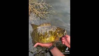 These 4 pounders are INSANE bassfishing bigbassenergy fishing bass smallmouth explore [upl. by Shiller835]