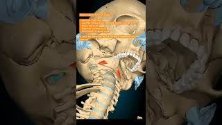 Rectus Capitis Anterior Muscle humananatomy humananatomyandphysiology humanbody muscleanatomy [upl. by Gabriel]