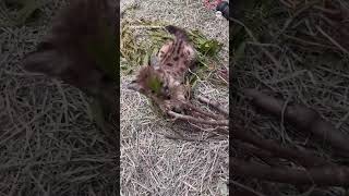 Rescued mountain lion cub quotdoing wellquot at Oakland Zoo [upl. by Ainekahs]