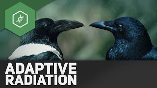 Adaptive Radiation  Evolutionsfaktoren 7 [upl. by Cruce871]