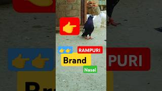 Brand rampuri🕊️ kalsira pigeon 🐯🌎shorts pigeon rampur dailyvlog [upl. by Pollerd]