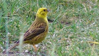 Goldammer Yellowhammer Emberiza citrinella [upl. by Vicki68]