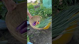 Harvesting vegetables farming [upl. by Yromem]