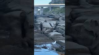 The Outstanding Landscape and Majestic Structure of the Sea Cliff Bridge seacliff bridges ocean [upl. by Steiner442]