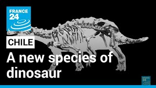 Scientists in Chile say they have discovered a new species of dinosaur • FRANCE 24 English [upl. by Ybsorc]