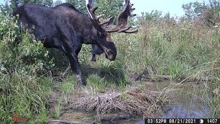 New Brunswick Moose Hunt 2021 [upl. by Ynnep]