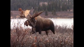 Scuba Moose  Unbelievable Northern BC Archery Moose Hunt [upl. by Arahd]