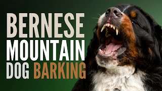 Bernese Mountain Dog Barking How Bernese Mountain Dog Barking Sounds [upl. by Aiak631]