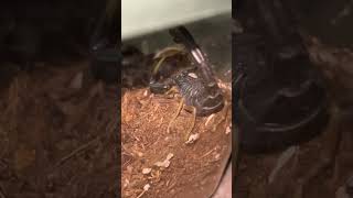 Hottentotta franzwerneri scorpion eating a discoid roach [upl. by Attej]