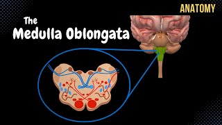 Medulla Oblongata Anatomy  External amp Internal White amp Grey matter  QUIZ [upl. by Fausta268]