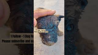 Puppy fell in the drain help him shots [upl. by Ssur]