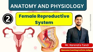 QUICK REVISION OF FEMALE REPRODUCTIVE SYSTEM ANATOMY AND PHYSIOLOGY PART 2 [upl. by Llennyl]