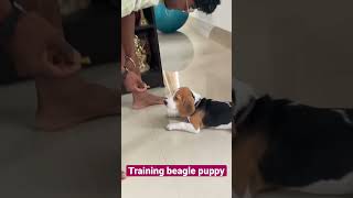 Training 3 months old Beagle puppy [upl. by Neiv]