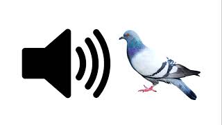 Pigeon  Sound Effect [upl. by Tocs967]