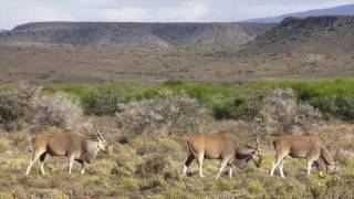 A Passage of Time at Sanbona Wildlife Reserve [upl. by Nillor]