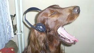 Funny Dogs Howling To Music Compilation  NEW [upl. by Esiuol]