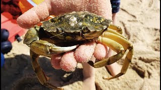 Carcinus maenas  Strandkrabben  Shore Crabs [upl. by Eirrem]